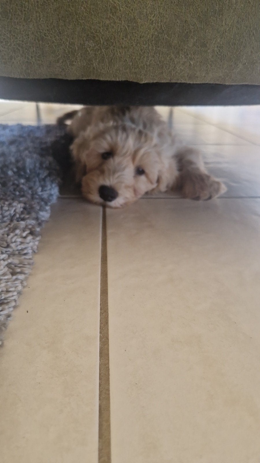 Australian labradoodle pup, 8 tot 15 weken, Eén hond, Nederland, Particulier