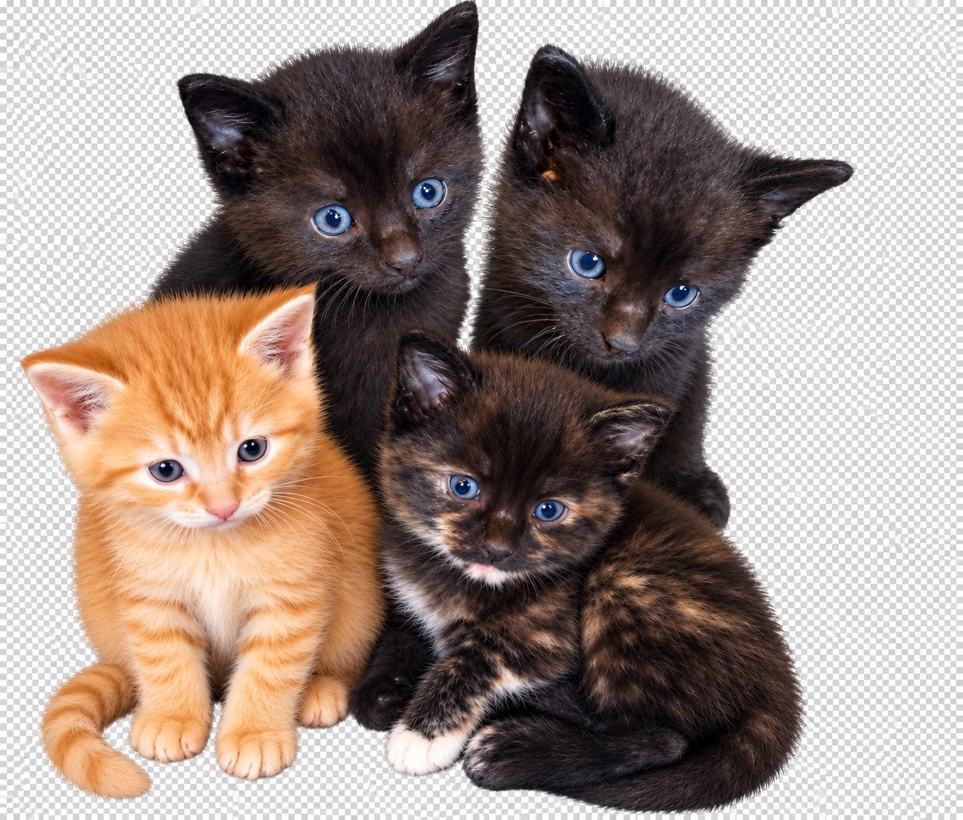 Kittens te koop ontwormt en ontvlooid, Meerdere dieren, 0 tot 2 jaar