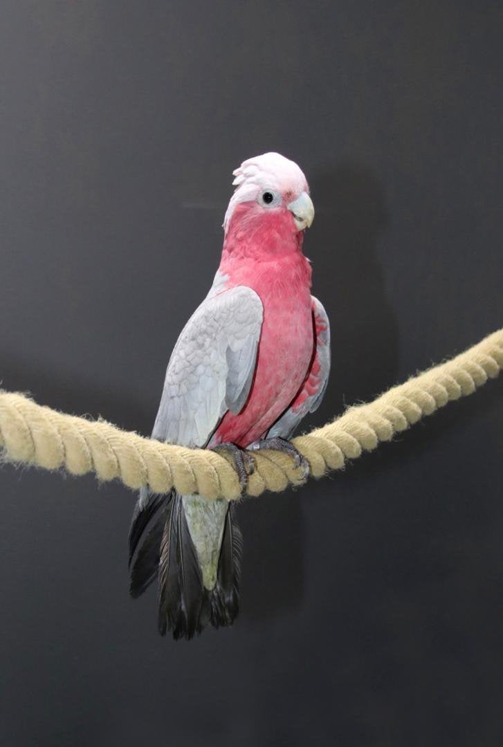 Super tam kaketoe, Dieren en Toebehoren, Mannelijk, Papegaai, Tam