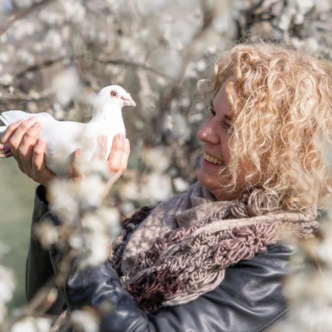Witte postduiven, bruidsduiven uitvaartduiven, Dieren en Toebehoren, Meerdere dieren, Postduif