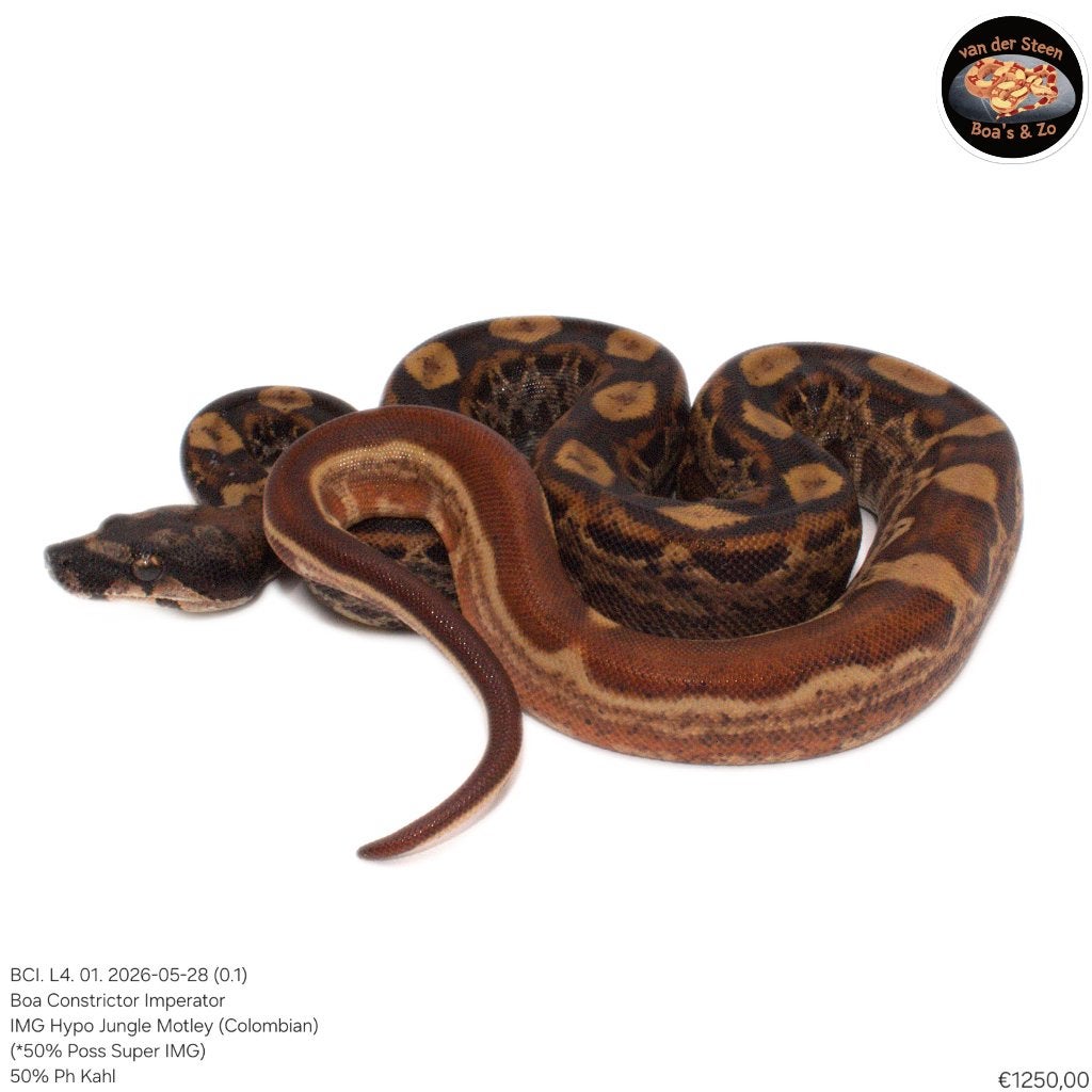 Boa Constrictor Imperator Litter 04 2026 Boa Constrictor - male for sale from Dennis van der Steen