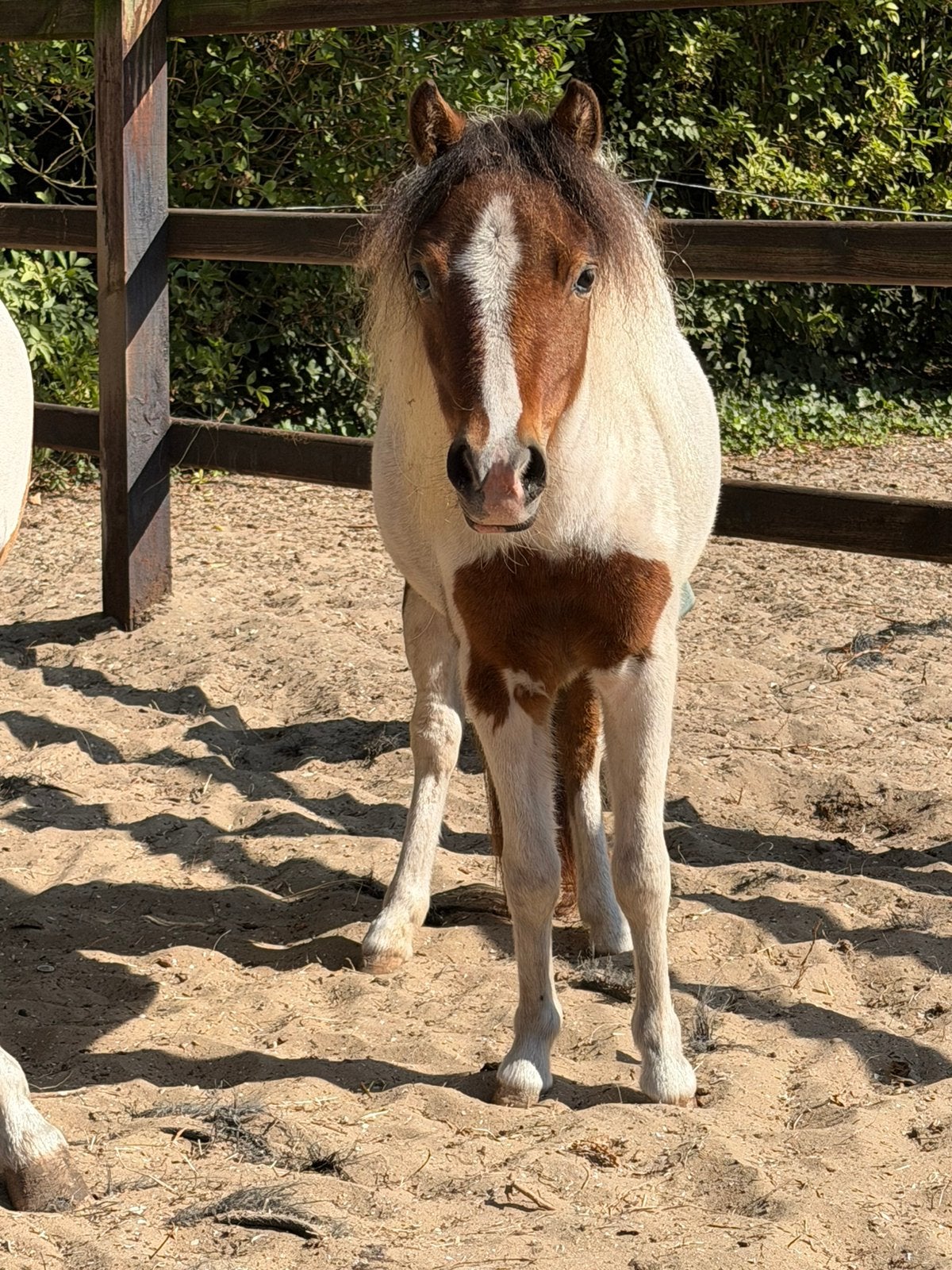 2 americaanse mini paardjes zoeken een nieuw huisje, Dieren en Toebehoren, Paarden en Pony's | Dekhengsten en Fokmerries, Hengst