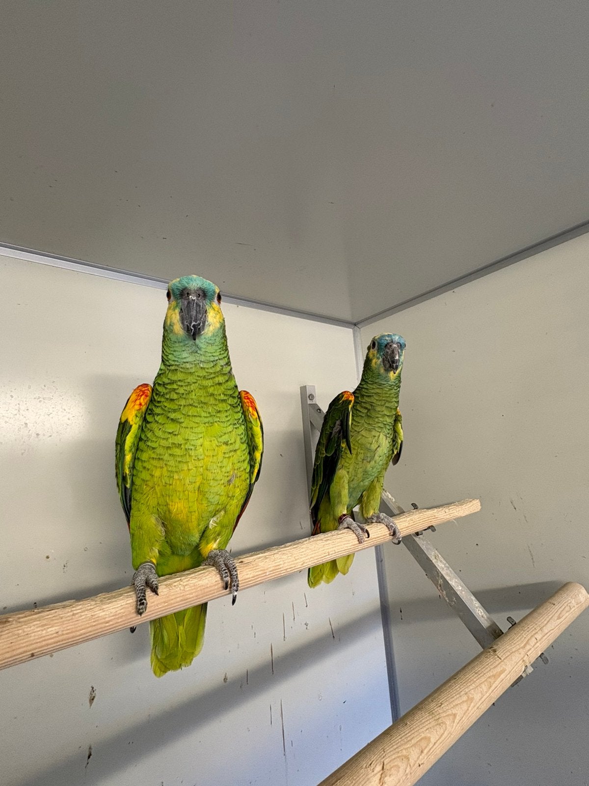 Kweekkoppel blauwvoorhoofd amazones, Meerdere dieren, Papegaai, Pratend