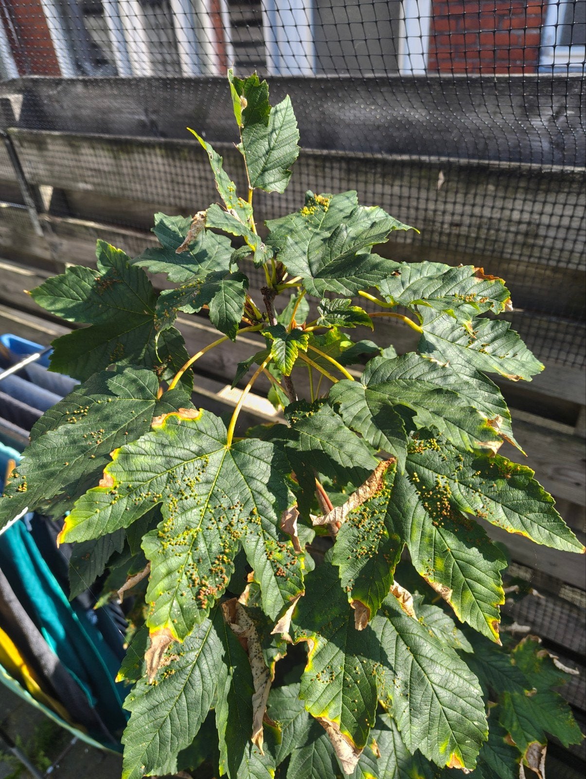 GRATIS Gewone esdoorn boom in pot, Tuin en Terras, Overige soorten, 100 tot 250 cm, Ophalen, Volle zon