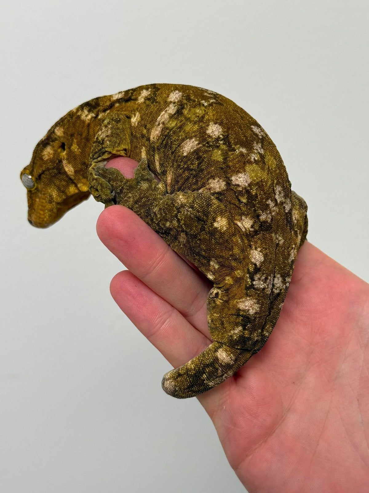 Male Nuu Ana PDV leachianus gecko, Dieren en Toebehoren, Reptielen en Amfibieën, Hagedis, 0 tot 2 jaar