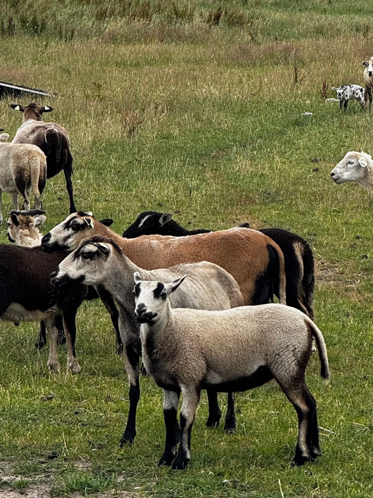 Maasduinenschapen ooien, lammeren, ram, Dieren en Toebehoren, Schapen, Geiten en Varkens, Meerdere dieren, Schaap