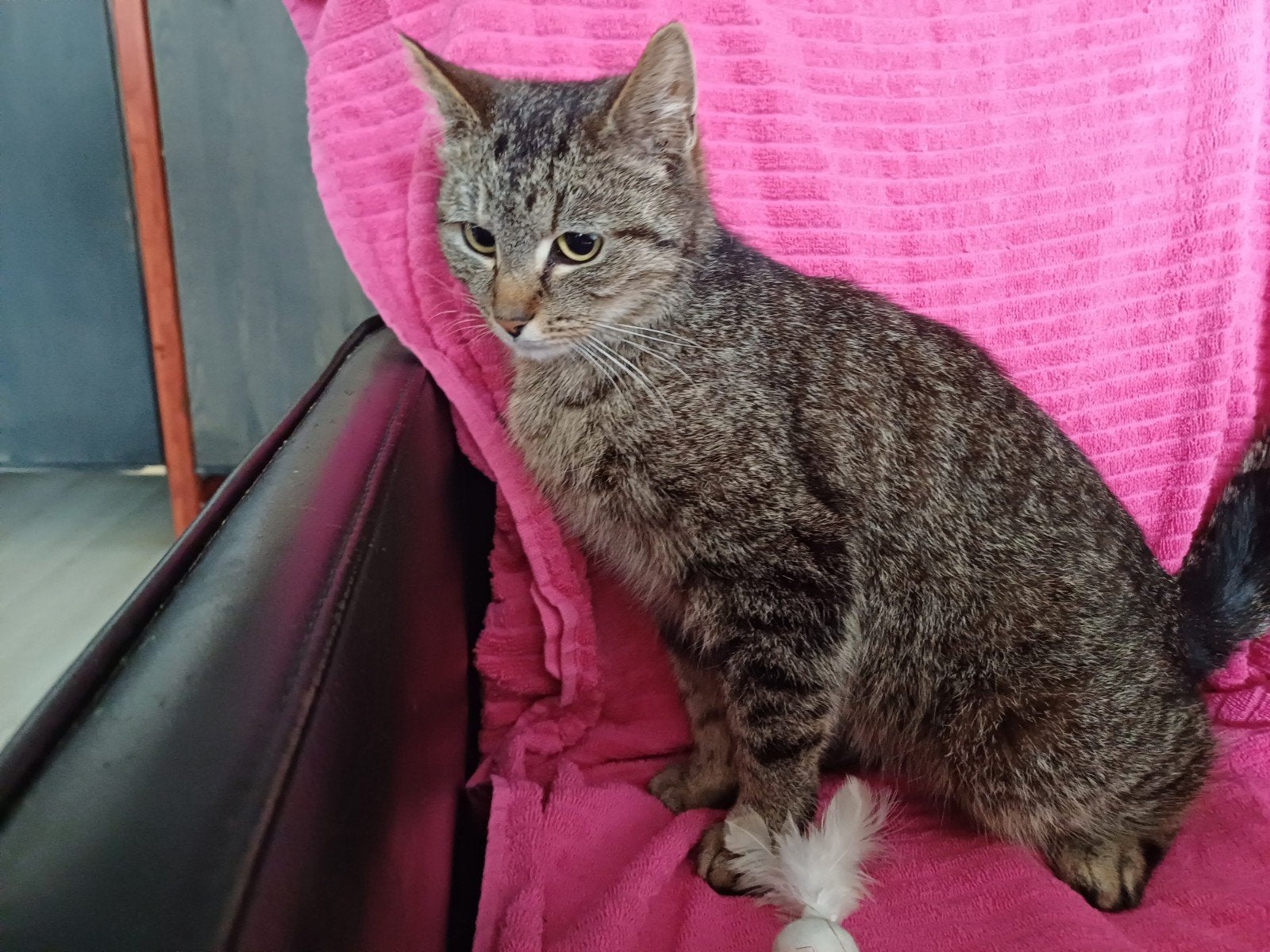 Deze schatjes mogen na de enting verhuizen, Poes, Kortharig, 0 tot 2 jaar