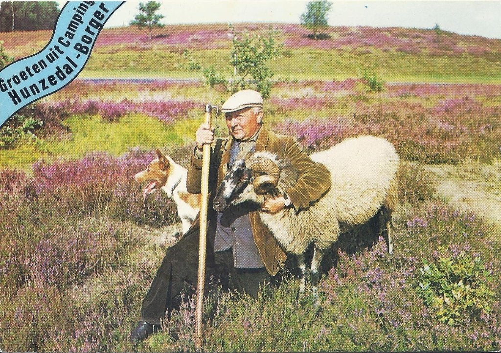D37 Gelopen Ansichtkaart Borger Camping Hunzedal, Ophalen of Verzenden, 1980 tot heden, Gelopen