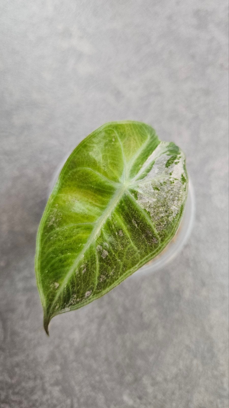 Alocasia 'Pink Dragon' Variegata, Ophalen of Verzenden, Halfschaduw, Minder dan 100 cm