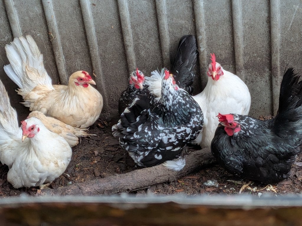 Chabo, Dieren en Toebehoren, Vrouwelijk, Kip