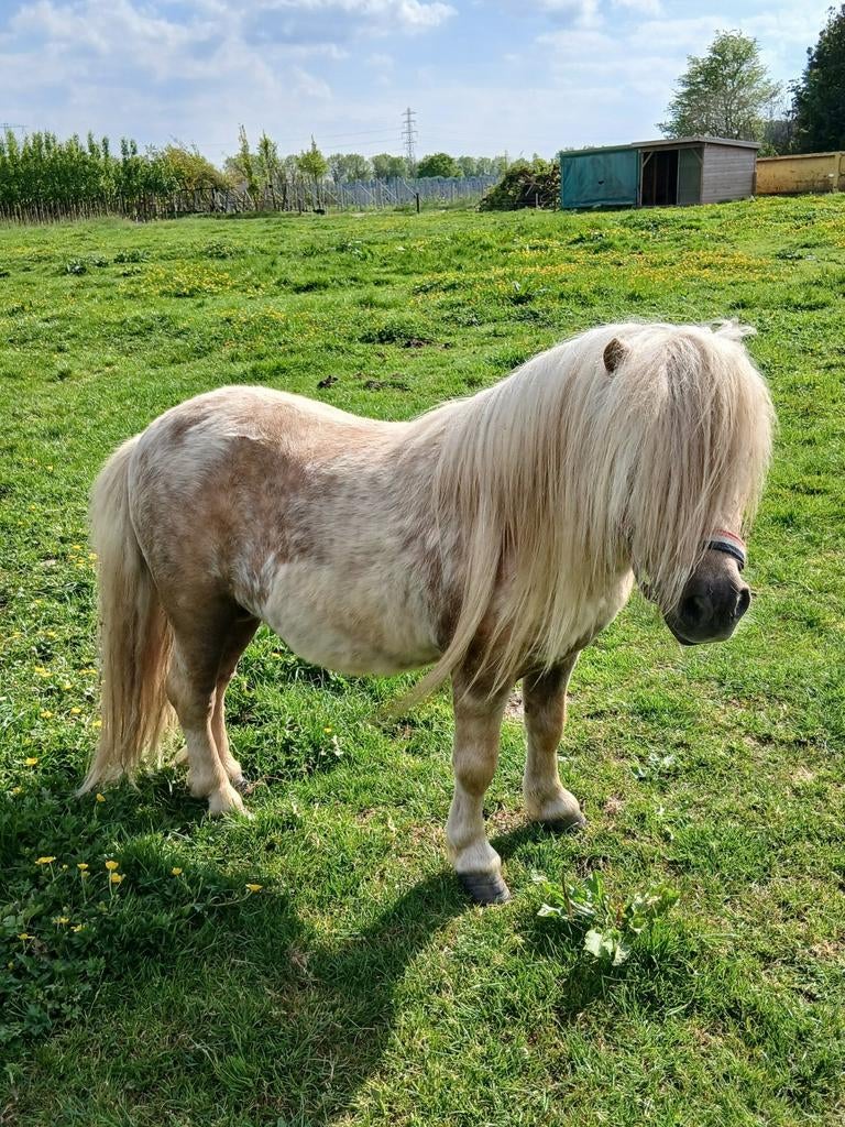 Te koop een prachtige mini palomino stamboek dekhengstje, Dieren en Toebehoren, Pony's, Hengst, Niet van toepassing, A pony (tot 1.17m)