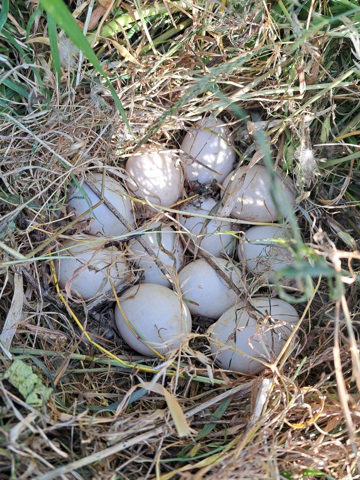 Broed eieren loopeend, Dieren en Toebehoren, Geslacht onbekend, Eend