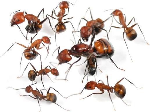 Camponotus nicobarensis queen met broed, Mieren