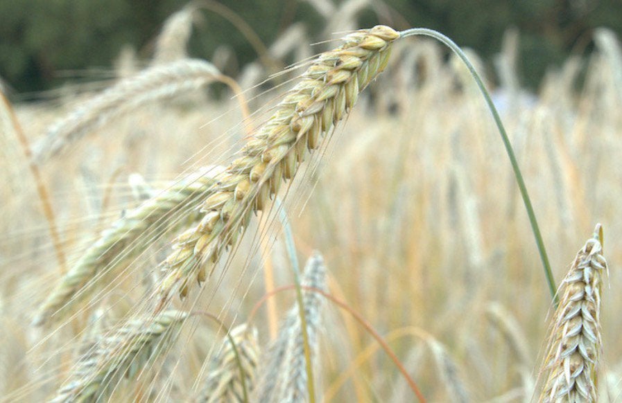 Te koop: 6 hectare Rogge GPS gehakseld, Ophalen