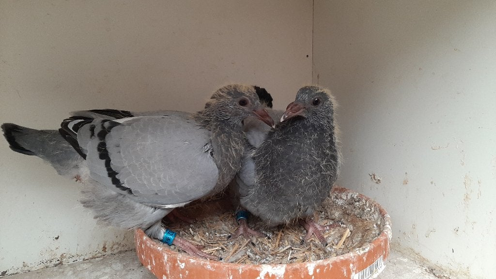 KOPPEL  JONGEN, Dieren en Toebehoren, Vogels | Duiven, Meerdere dieren, Postduif