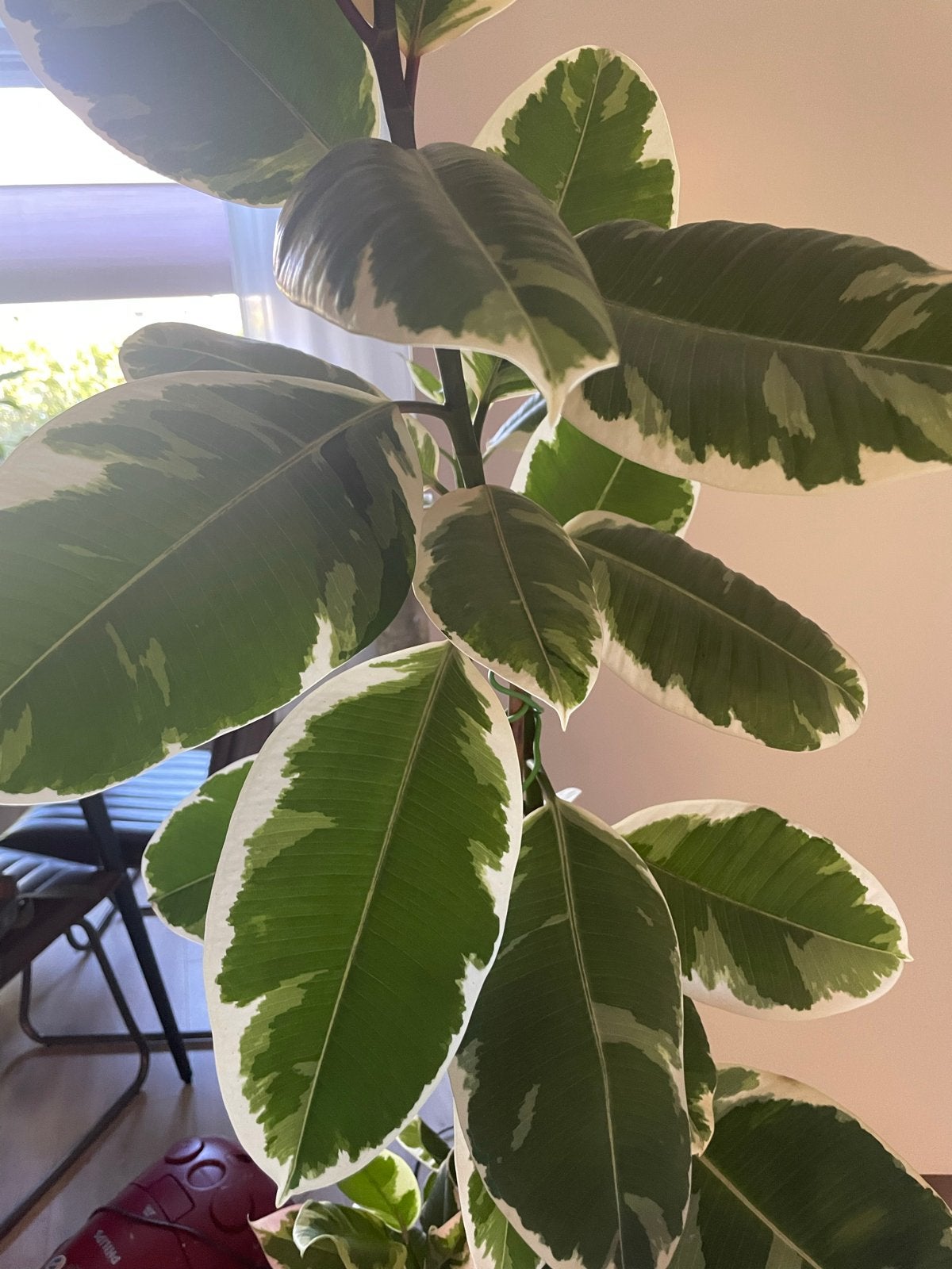 Ficus Tineke - Ongeveer 1 meter hoog, Ophalen, Ficus, 100 tot 150 cm, Halfschaduw