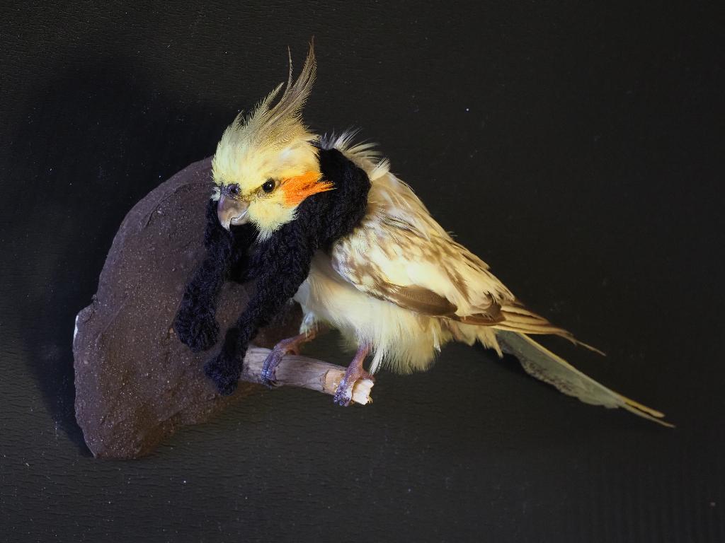 Opgezette Valkparkiet met slaaj, Verzamelen, Dierenverzamelingen, Ophalen of Verzenden, Nieuw, Vogel, Opgezet dier