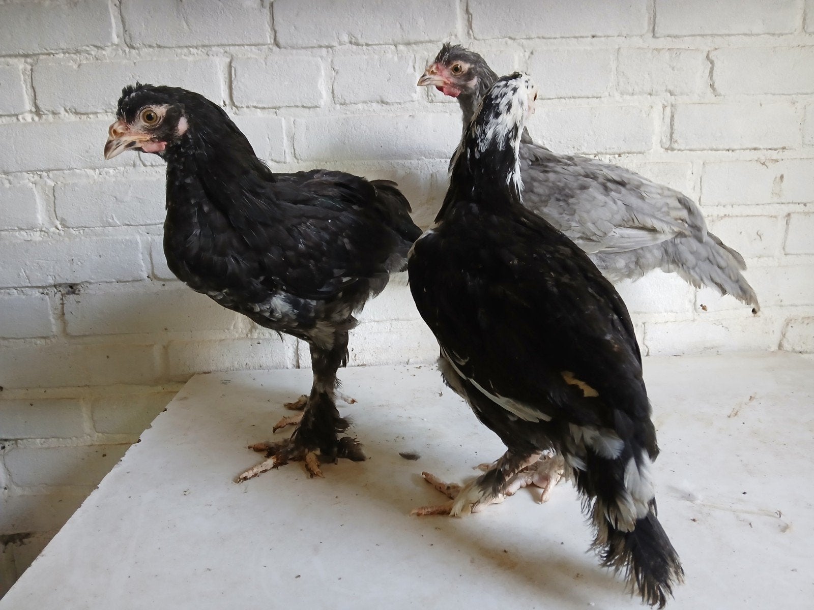 3 kraaikoppen, Dieren en Toebehoren, Pluimvee, Kip, Geslacht onbekend