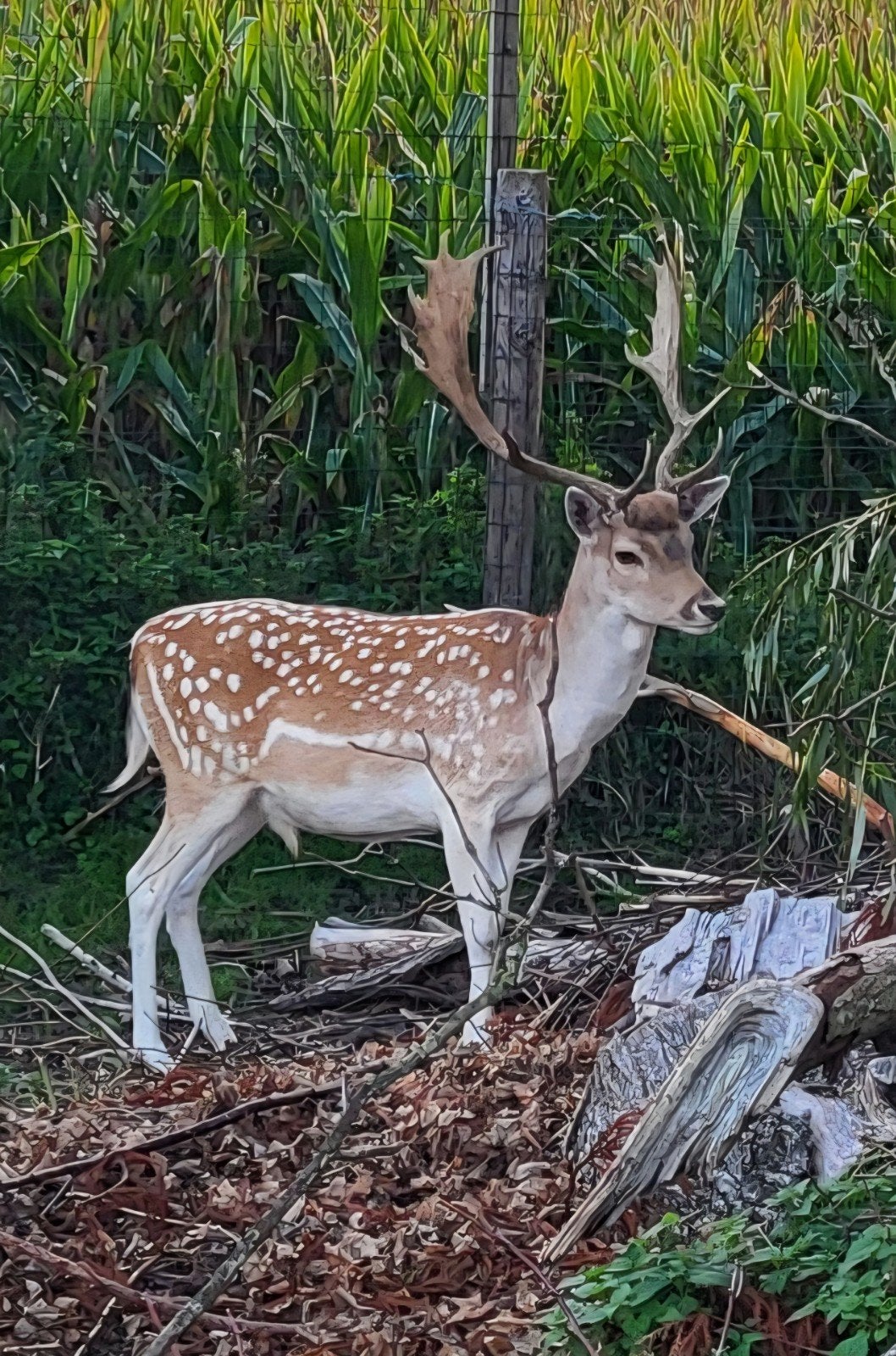 Damhert bok, Dieren en Toebehoren, Juni, Mannelijk