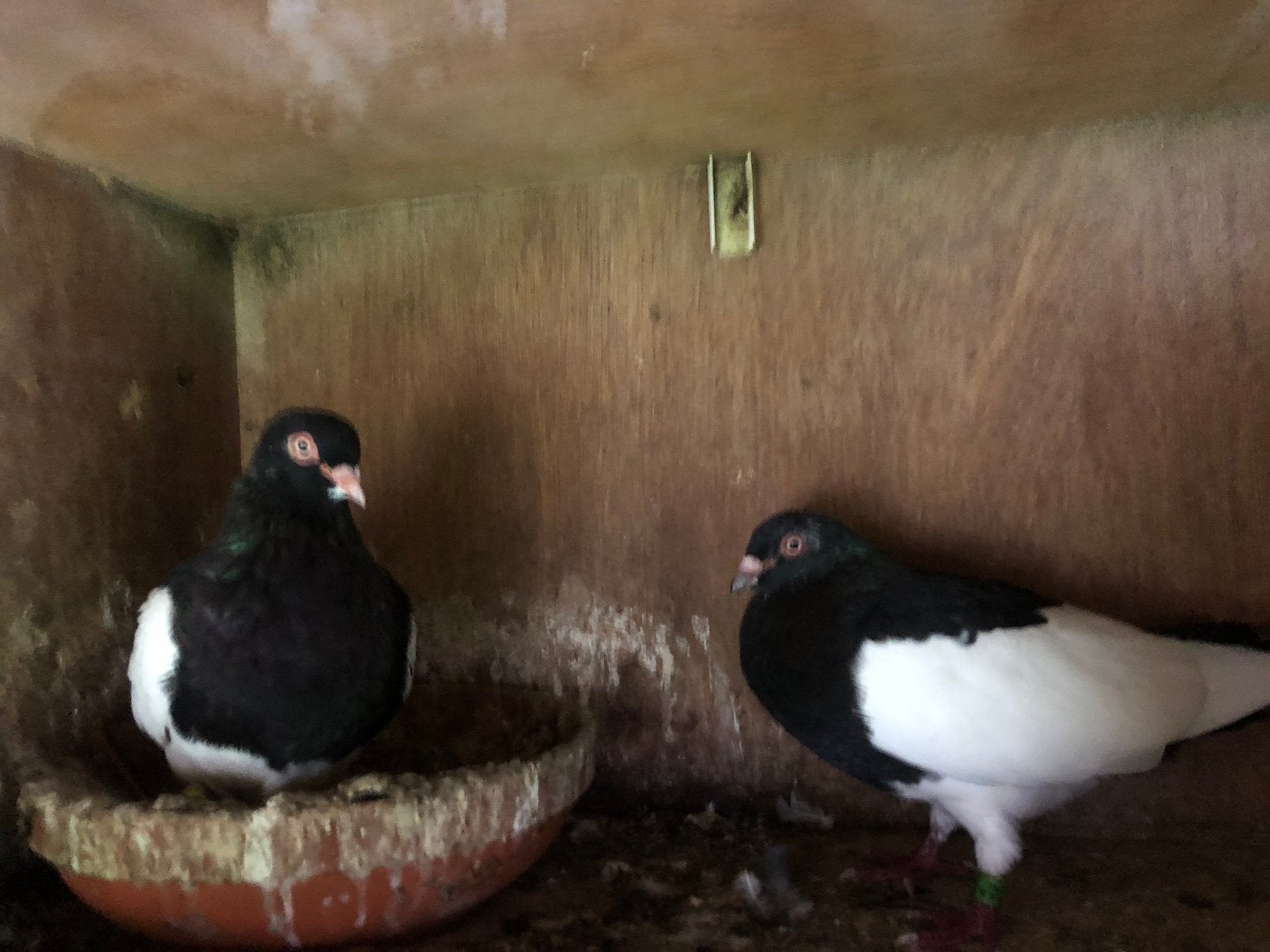 Ekster duiven, Meerdere dieren, Overige soorten