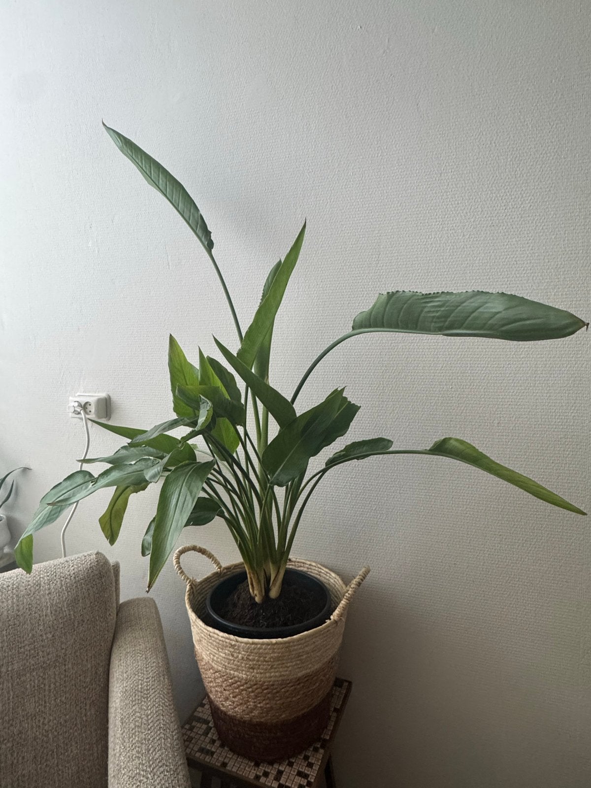 Strelitzia Nicolai - Paradijsvogelplant, Volle zon, Vaste plant, Bloeit niet, Ophalen