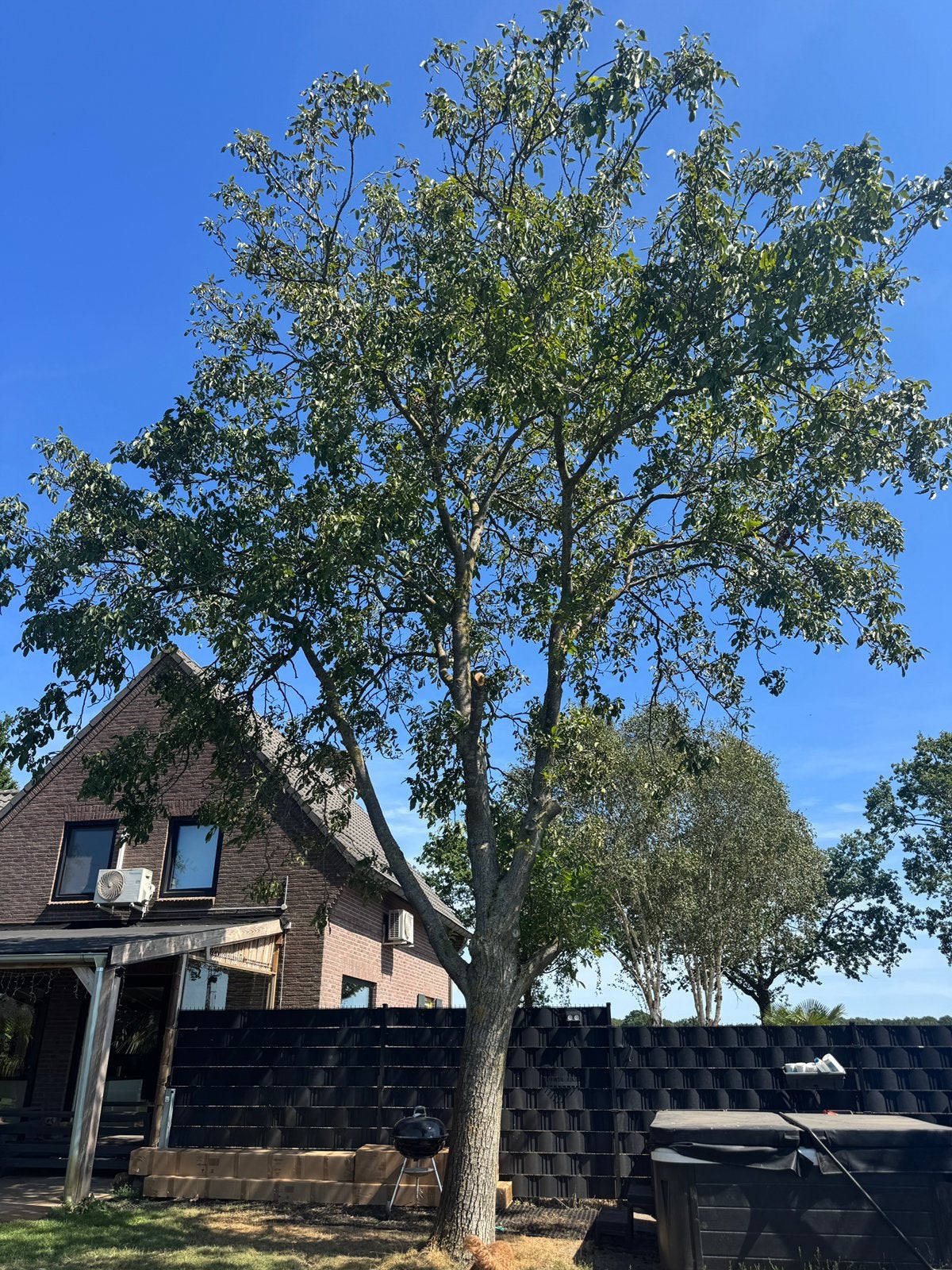 2 prachtige Walnotenbomen, 8,5 meter hoog, 120 cm omtrek, Bloeit niet, Overige soorten, 400 cm of meer, Ophalen