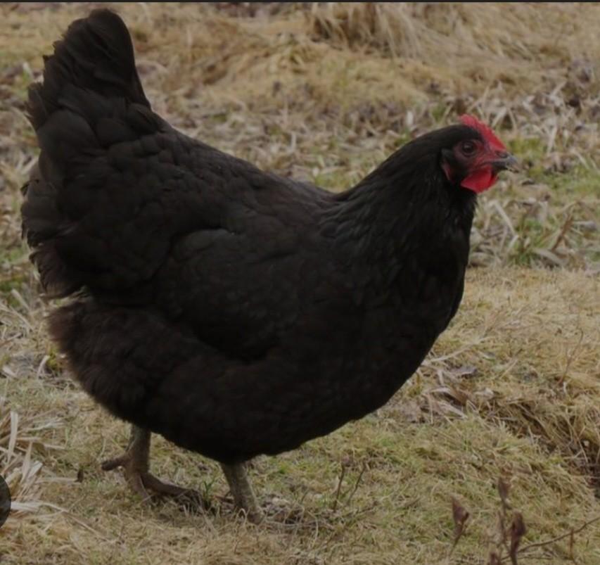 Te koop 2 jersey giant hennen, Dieren en Toebehoren, Pluimvee, Vrouwelijk, Kip