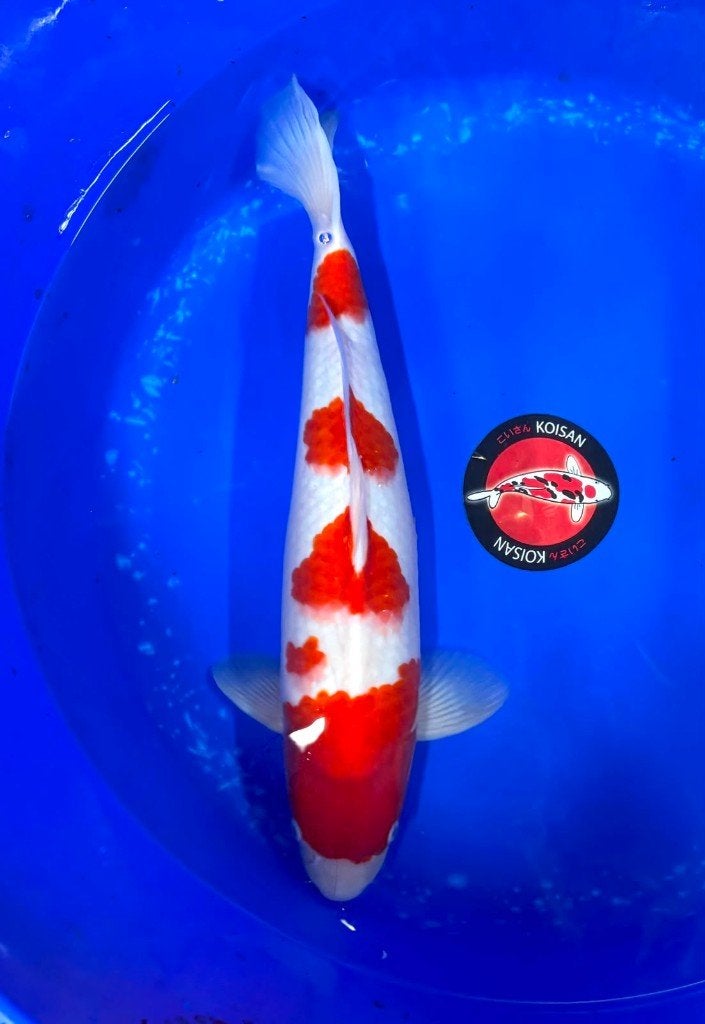 Diverse Japanse koi karper | Koikarpers  | Nisai vissen, Karper of Koi