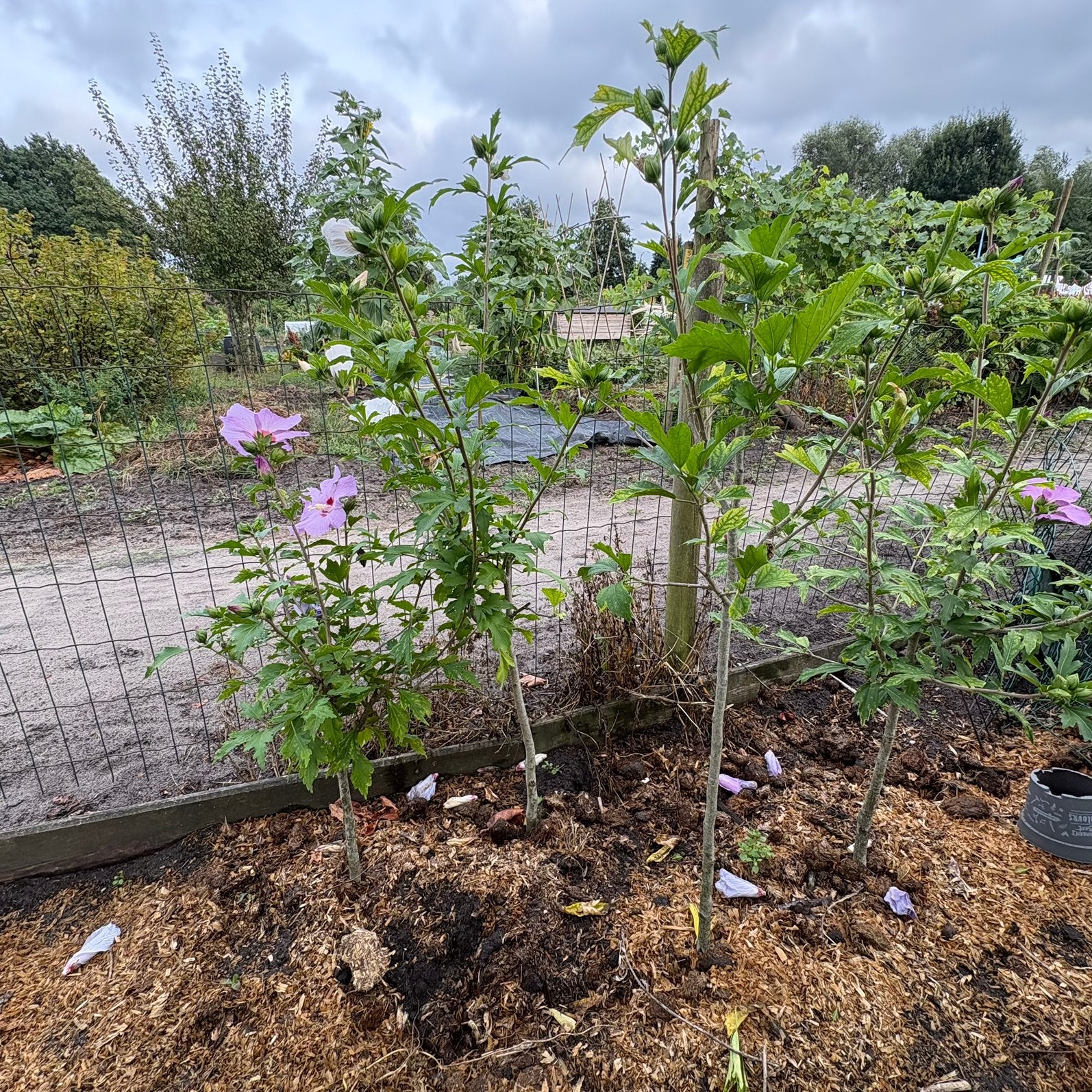 4 stuks hibiscus op stam ( uitgelicht), Tuin en Terras, Planten | Bomen, Overige soorten, 100 tot 250 cm, Zomer, Ophalen