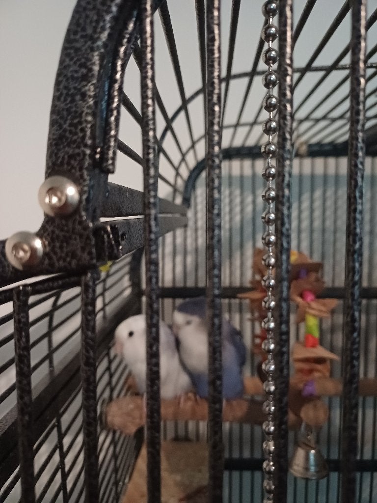 koppeltje "lovebirds" (agapornis), Dieren en Toebehoren, Vogels | Parkieten en Papegaaien, Meerdere dieren, Dwergpapegaai of Agapornis