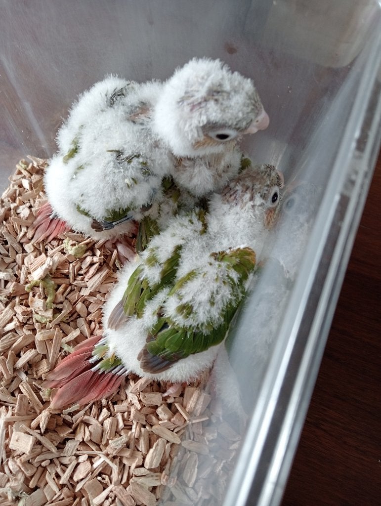 mooi koppel pyrrhura.s met 2 jongen, Dieren en Toebehoren, Vogels | Parkieten en Papegaaien, Meerdere dieren, Parkiet, Geringd