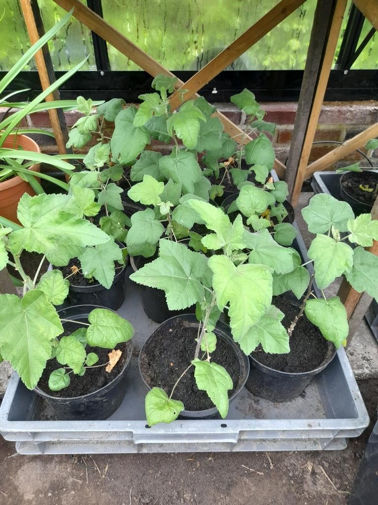 Lavatera  - struikmalva, Ophalen, Vaste plant, Overige soorten, Volle zon