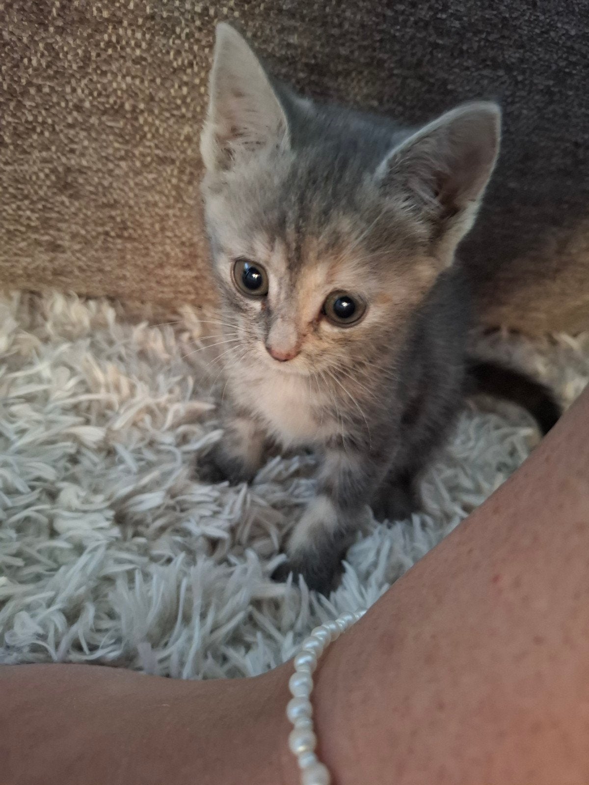 Super lief, sociaal, mooi meisje zoekt haar thuis, Poes, Kortharig, 0 tot 2 jaar