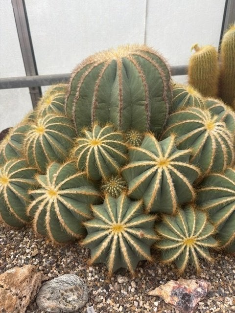 Balloon cactus, Parodia magnifica uniek 50 cm diameter, Ophalen, Cactus, Volle zon, Minder dan 100 cm