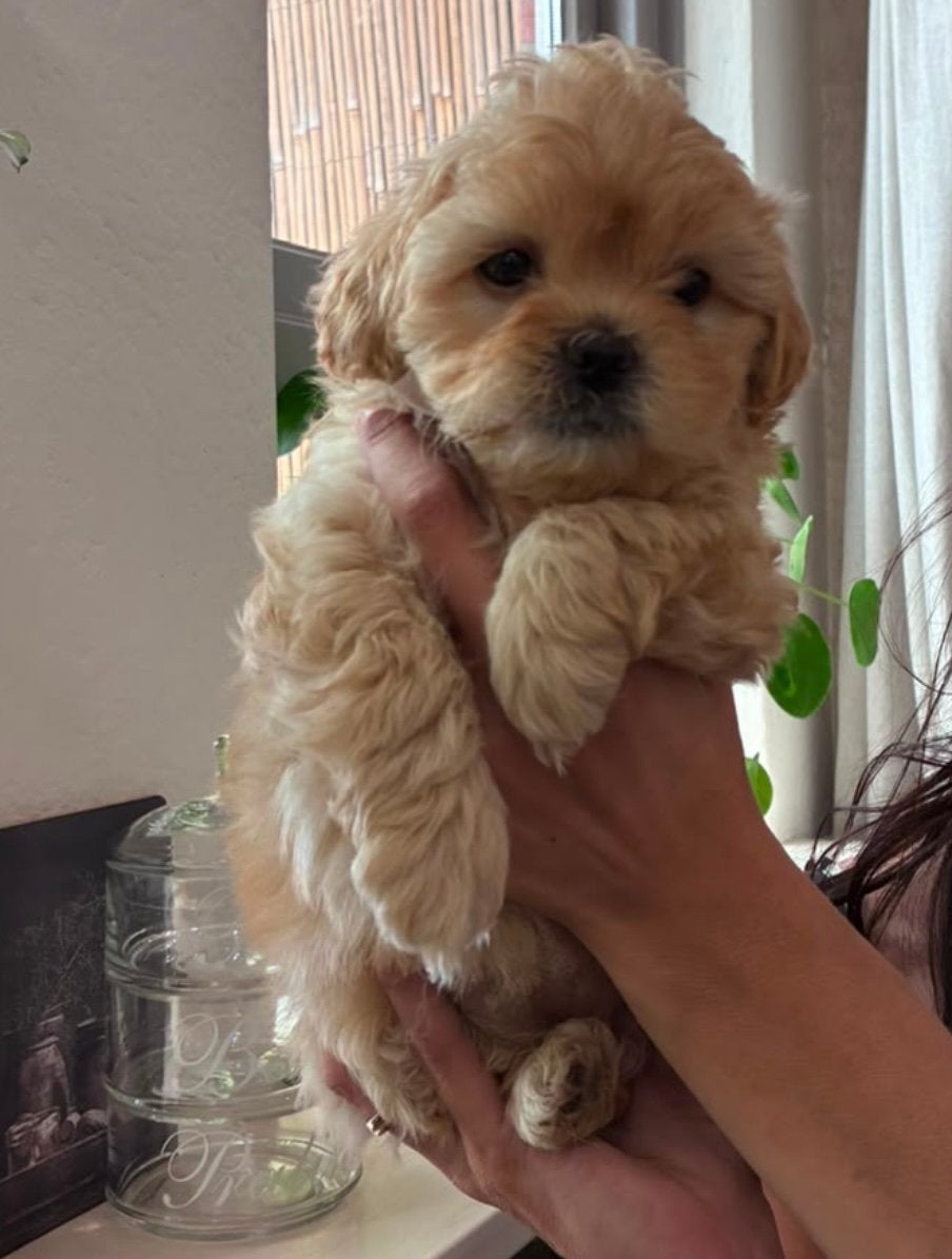 Zeer lieve shih tzu /toypoedel  pup teefje, Dieren en Toebehoren, Honden | Niet-rashonden, Parvo, 8 tot 15 weken, Teef, Eén hond