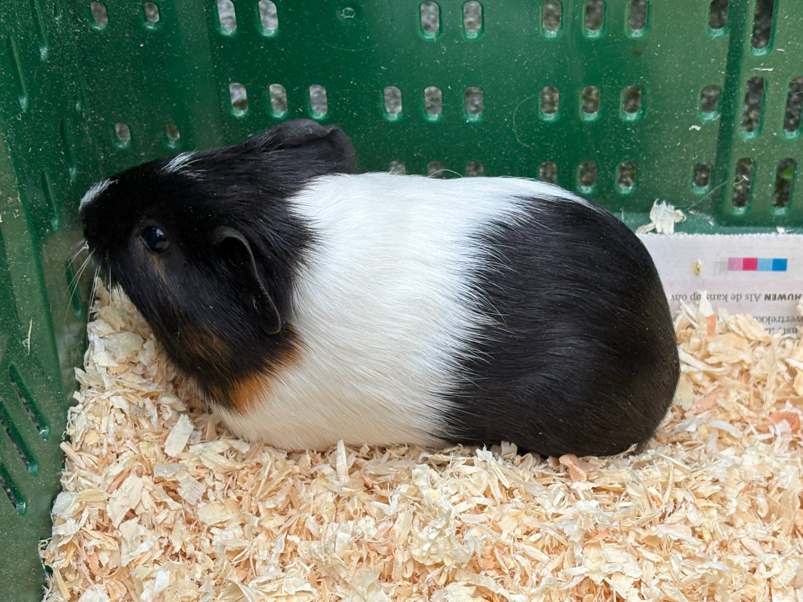 Jonge cavia’s te koop, Dieren en Toebehoren, Cavia, Vrouwelijk, Tam, September