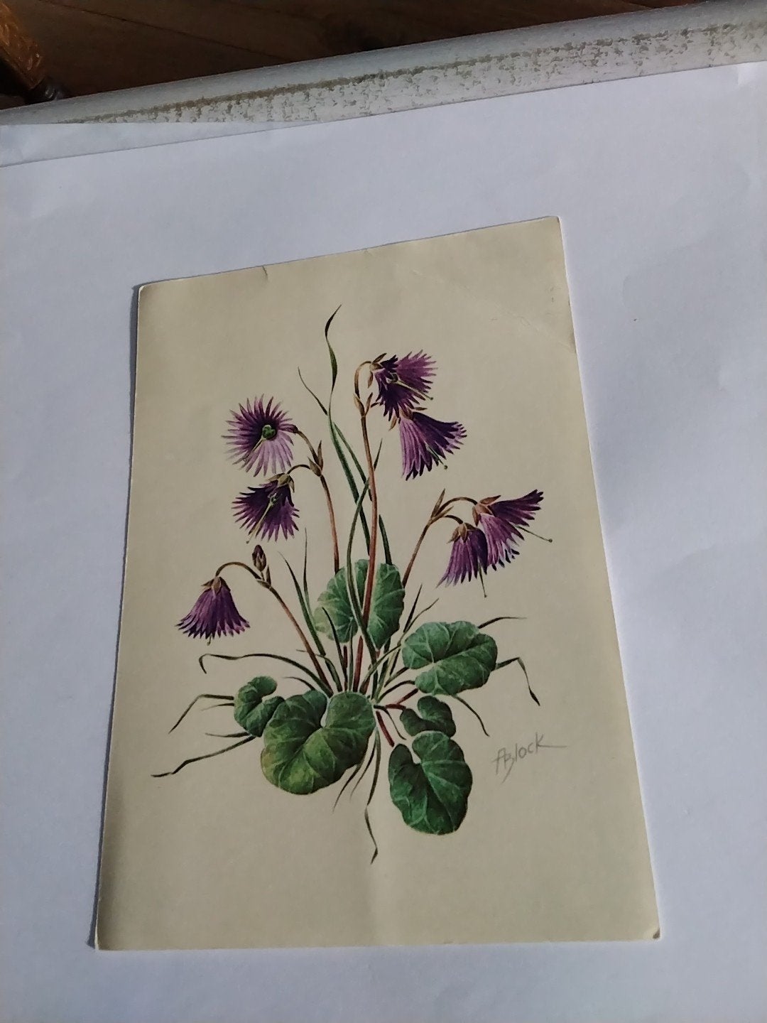 Oude ansichtkaart Soldanella Alpina L. (Alpenklokje) A.BLOCK, Ophalen of Verzenden