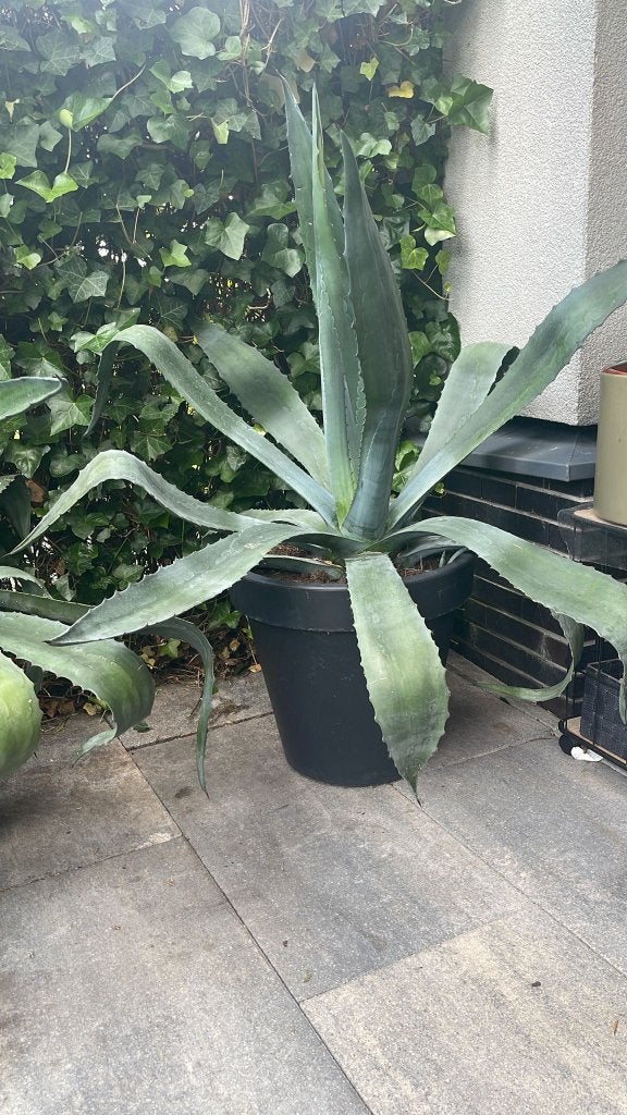 Grote Agave planten te koop – voor de echte liefhebber!, Volle zon, Vaste plant, Bloeit niet, Ophalen