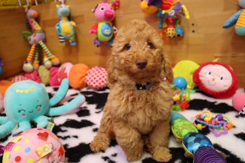 Mini/Medium Australian labradoodle pups, Parvo, Nederland, Overige rassen, 8 tot 15 weken