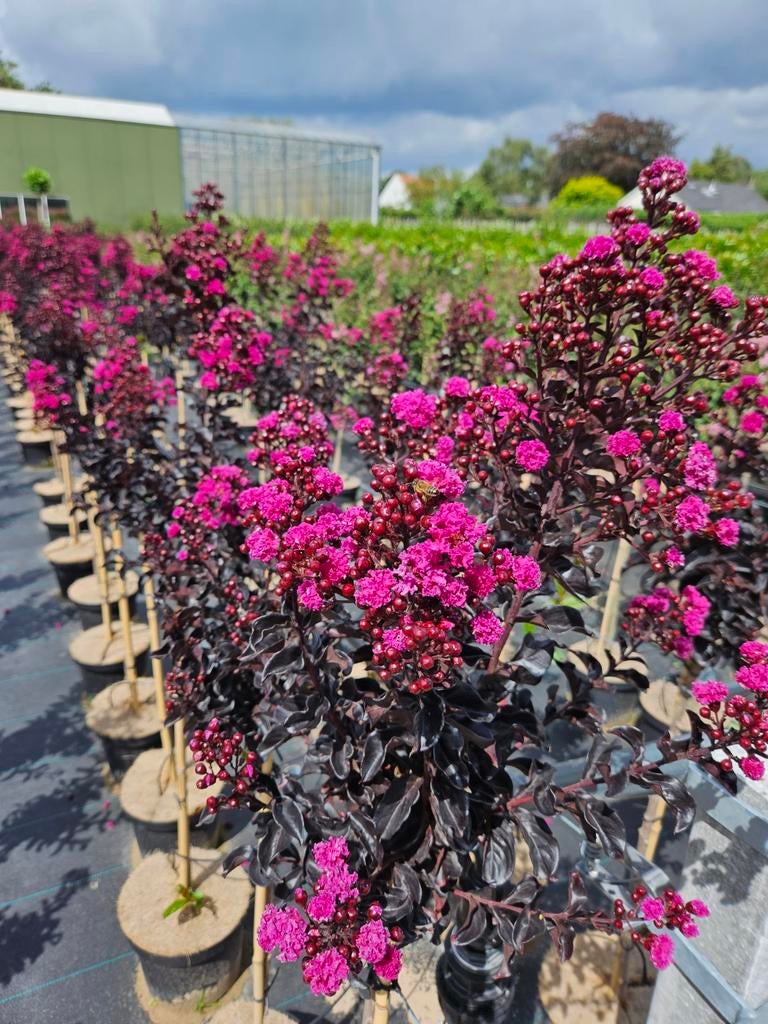 Lagerstroemia indica Raspberry Sorbet / unieke nieuwe soort‼, Tuin en Terras, Planten | Bomen, Bolboom, 250 tot 400 cm, Volle zon