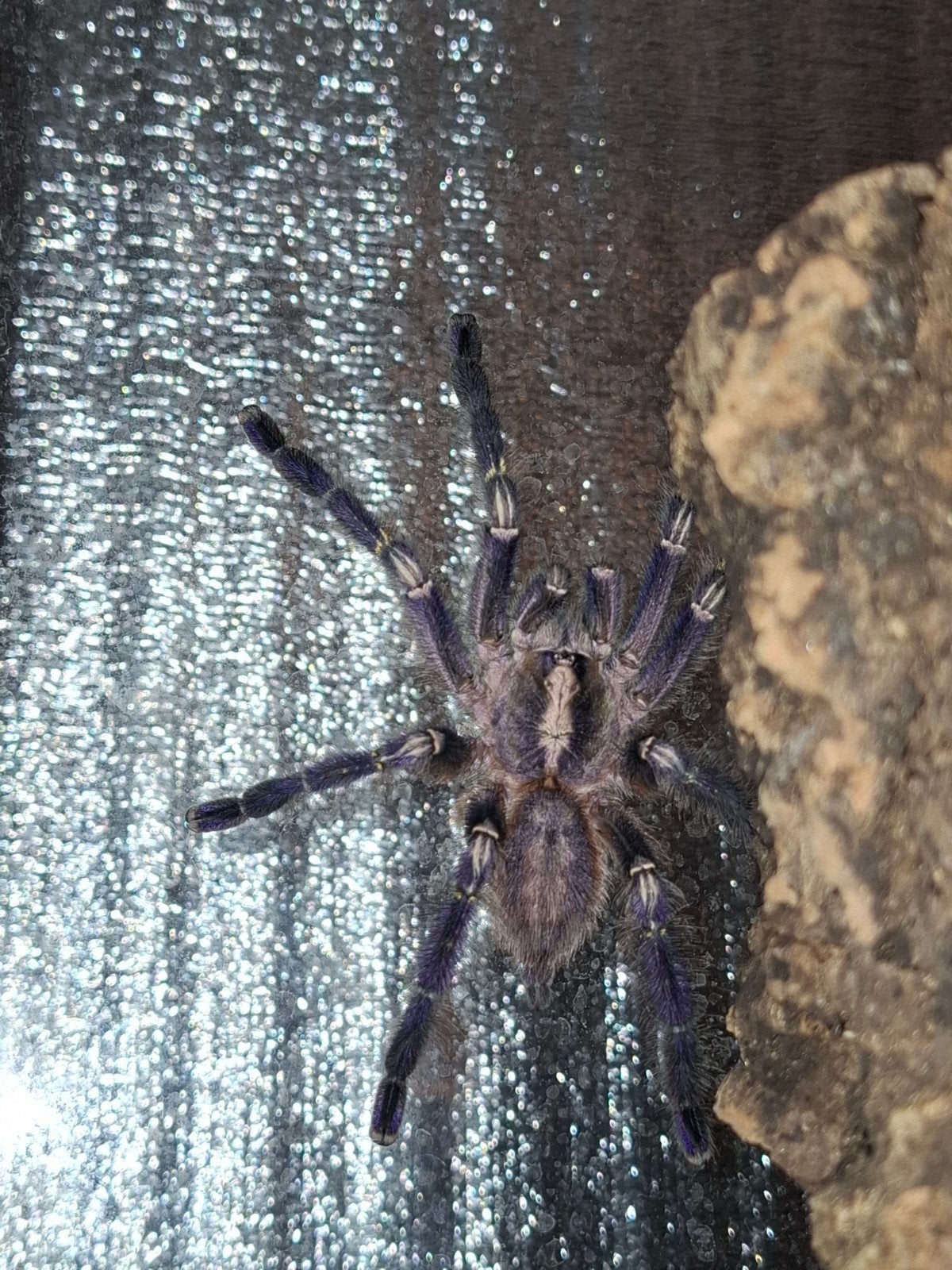 Poe metalica male, Dieren en Toebehoren, Bijen