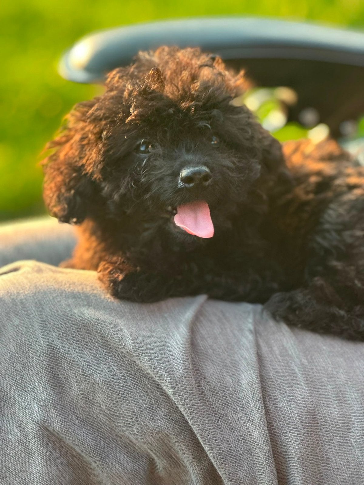 Pomapoo toypoedel x pomeranian pup pommeriaan teef, Poedel, 8 tot 15 weken, Teef, Parvo
