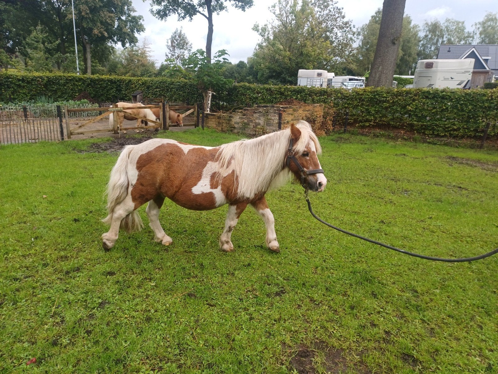 shetlander, ruin, pony, Ruin, Niet van toepassing, Gechipt, A pony (tot 1.17m)