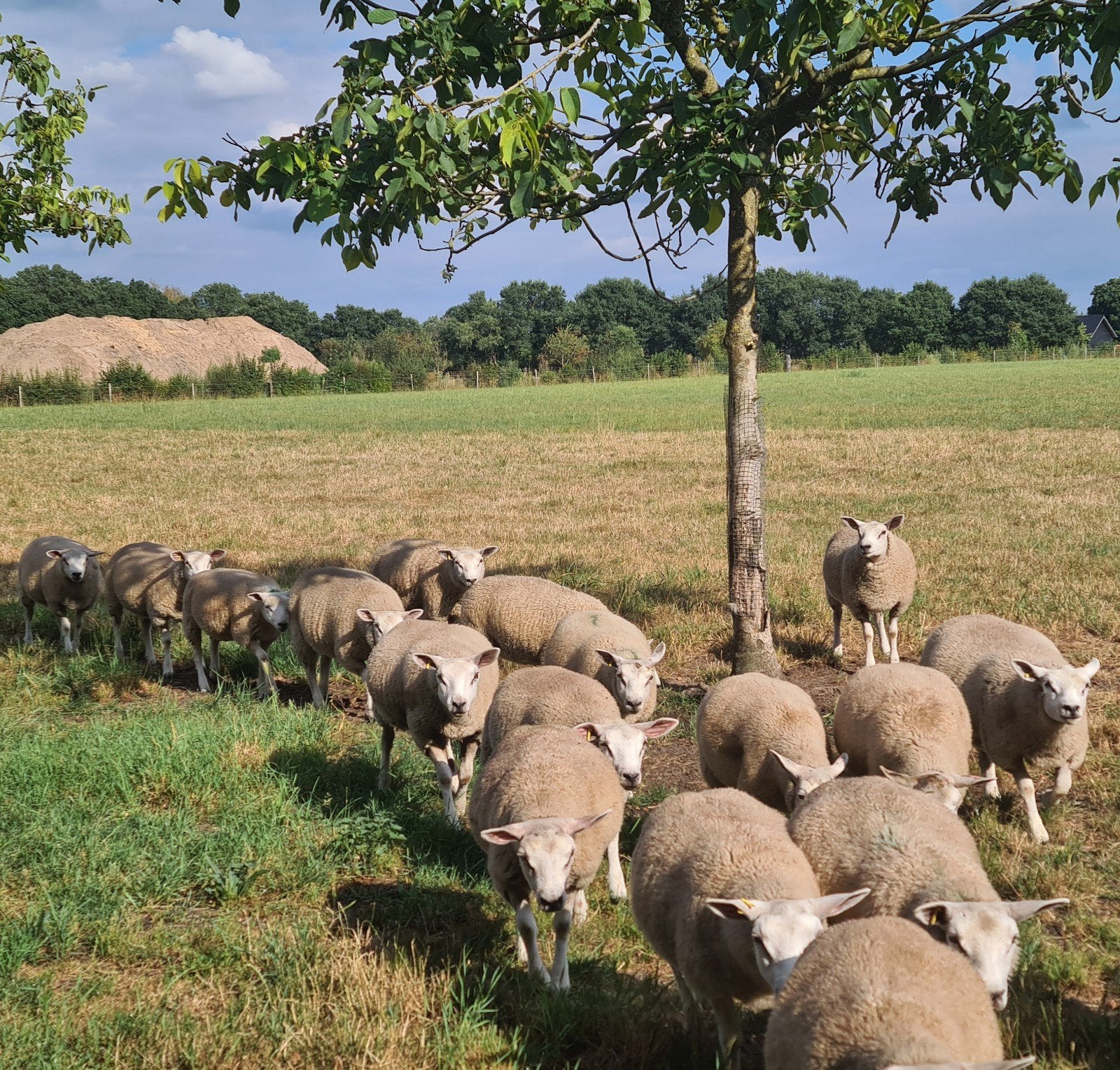 𝟰𝟬 𝗭𝘄𝗼𝗲𝗴𝗲𝗿𝘃𝗿𝗶𝗷𝗲 𝗙𝗼𝗸𝗼𝗼𝗶𝗲𝗻, Vrouwelijk, Schaap, 0 tot 2 jaar