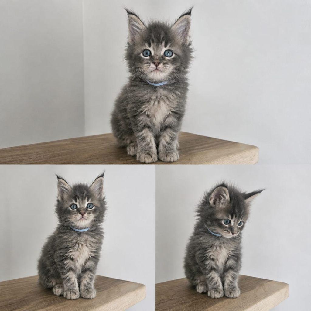 Maine coon xxl kittens met kampioen stamboom Russisch lijn, Kater, Met stamboom, 0 tot 2 jaar