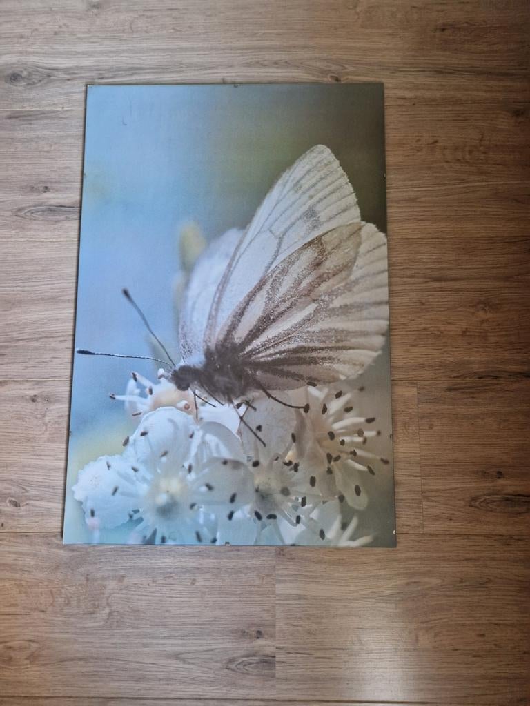 2 ingelijste posters van   vlinders, Antiek en Kunst, Kunst | Schilderijen | Abstract, Ophalen