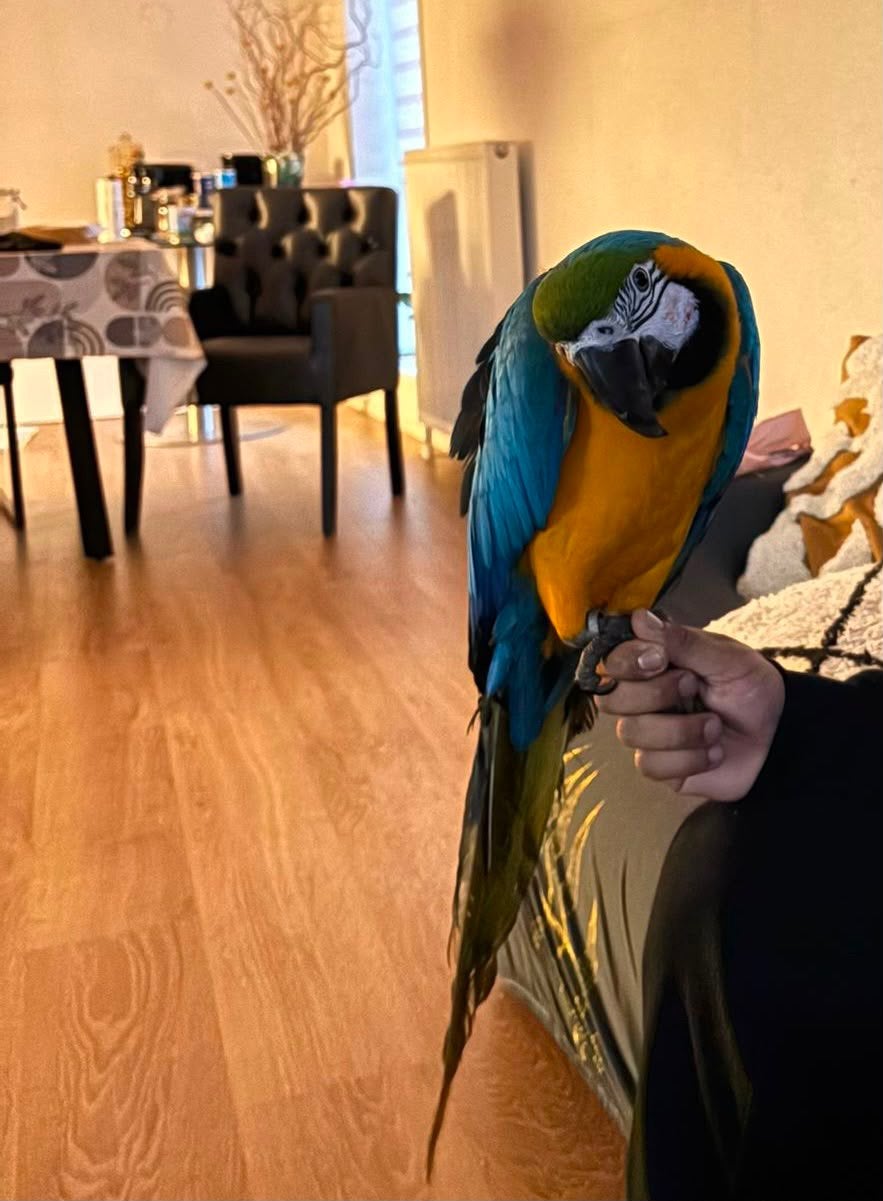 papegaai ara, Dieren en Toebehoren, Vrouwelijk, Papegaai, Tam