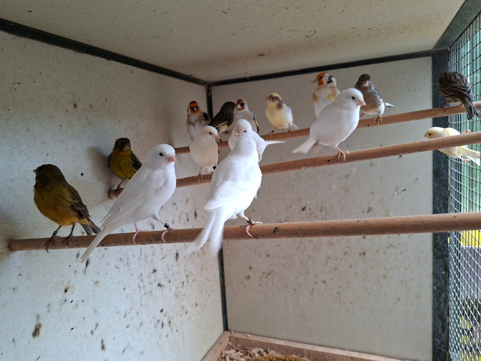 Kanaries en putters te koop, Dieren en Toebehoren, Meerdere dieren, Kleurkanarie