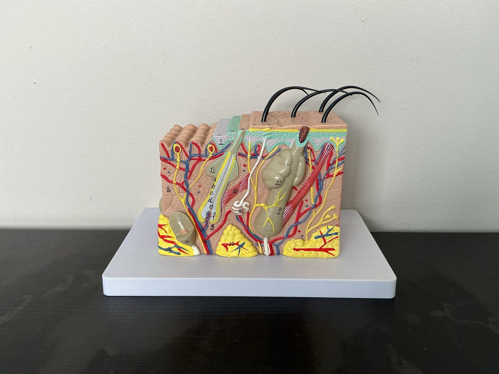 Anatomisch model van de huid, Overige thema's, Overige typen, Meerkleurig, Ophalen of Verzenden