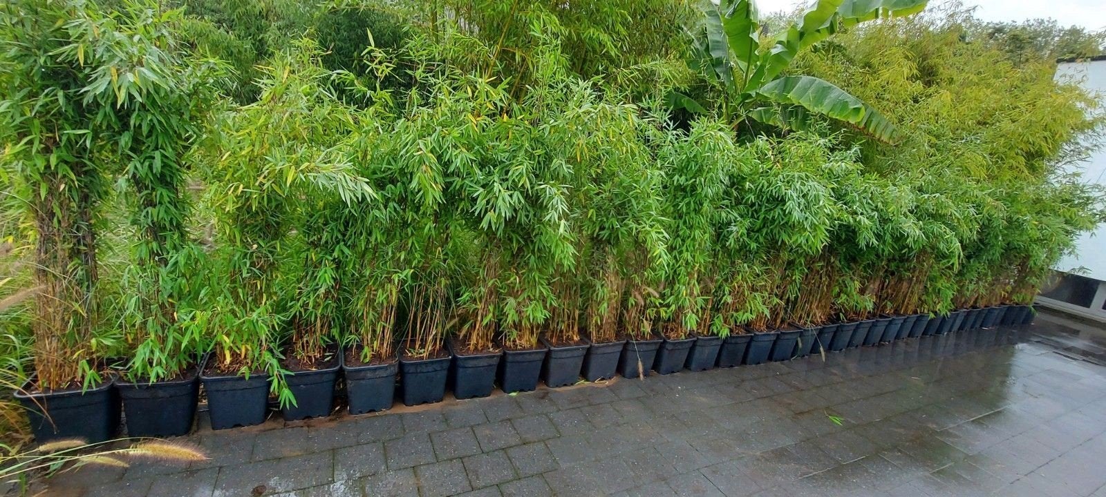 niet woekerende bamboe  , fargesia soorten, Tuin en Terras, Ophalen, Bloeit niet, Overige soorten, Halfschaduw